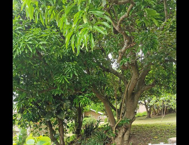 625M² VACANT LAND FOR SALE IN SEA COW LAKE